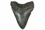 Fossil Megalodon Tooth - Georgia #144355-1